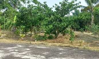 Imagem 5: Terreno Iranduba Caldeirão Algumas plantações. Tem água encanada Eletricidade L