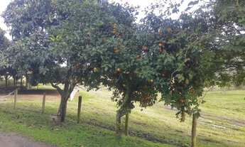 Imagem 6: SITIO 45 HECTARES PARA CRIAÇÃO GADO CORTE E LEITE - ITUPORANGA - SC
