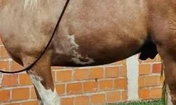 Imagem 5: HARAS EM SANTO ANTONIO DE LEVERGER