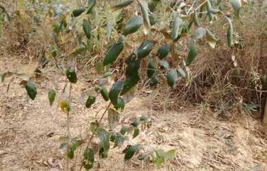 Imagem 4: Vendo chácara de mil metros quadrados em São José do Almeida próximo à Serra Do Cipó