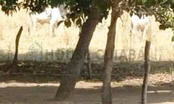 Imagem 3: SITIO ACORIZAL MT