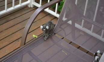 Imagem 6: São Paulo - Apartamento Padrão - PIRITUBA