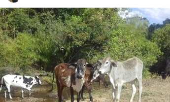 Imagem 7: Fazenda/Sítio/Chácara para venda tem 999 metros quadrados com 6 quartos