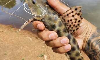 Imagem 5: Fazenda/Sítio/Chácara para venda possui 4000 metros quadrados com 2 quartos