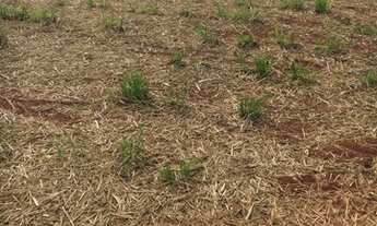 Imagem 2: Fazenda em santa vitória 37 alqueirão 11.840.000.00 ( ja - ali