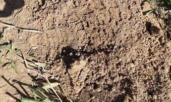 Imagem 5: 118777 CHÁCARA EM NOVA HARTZ COM TRÊS CASAS, AÇUDE, POMAR, ROÇA, HORTA E FIBRA ÓTICA