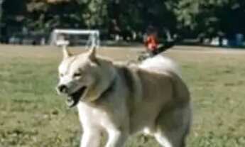 Imagem 5: Você sabia que a tua vantagem ao investir lote está sempre na compra? porque..