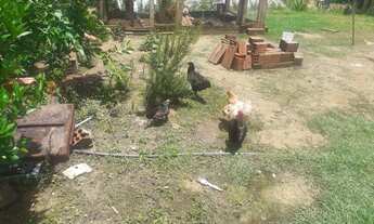 Imagem 4: Chácara a venda