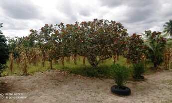 Imagem 6: CHÁCARA NA MATINHA - 1,5 TAREFAS
