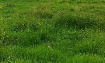 Imagem 7: Chácara em Trindade