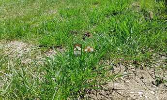 Imagem 2: Terreno à venda 250m² - Fazenda Ronda