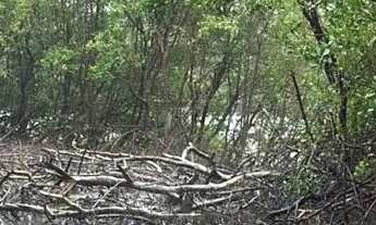 Imagem 4: Vende-se sítio no Timbuba fundo para o mar