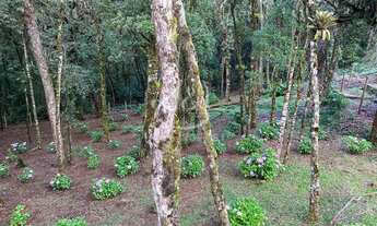 Imagem 7: Casa em Nova Capivari - Nova Capivari - Campos do Jordão/SP