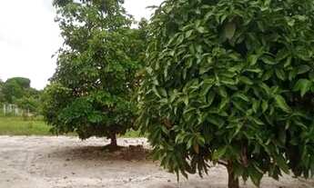 Imagem 7: Vende se terreno em mosqueiro