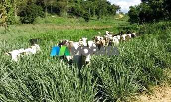 Imagem 2: FAZENDA À VENDA - 1.456 HECTARES - REGIÃO DE PONTE NOVA (MG