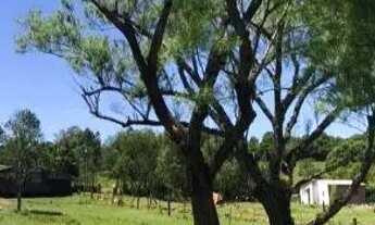 Imagem 4: Vendo sítio na cascata 5° distrito de pelotas