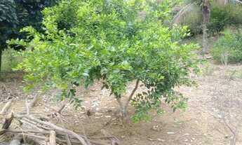 Imagem: Maravilhoso sitio - Saquarema - RJ