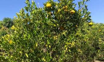 Imagem 4: Fazenda 13,1ha em Pedro Leopoldo, região da Serra do Cipó