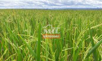 Imagem 3: Fazenda em Lizarda-TO. > 358 Alq. (1.732 Há). p/ Lavoura