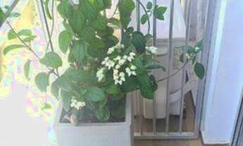 Imagem 3: Apartamento à venda, 76 m² por R$ 750.000,00 - Tijuca - Rio de Janeiro/RJ