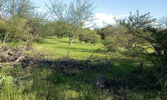 Imagem 5: Fazenda venda em Casa Nova - BA