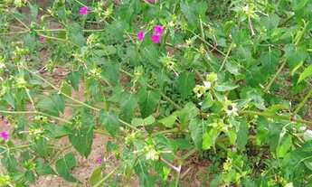 Imagem: Fazenda em Grão Mogol-MG