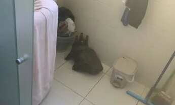 Imagem 6: Apartamento para aluguel possui 45 metros quadrados com 1 quarto em Federação - Salvador