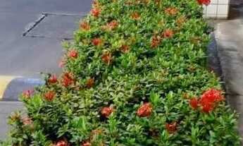 Imagem 7: Nexthouse Aluga - Apartamento de 2 Quartos Suíte no Prive Campo Grande