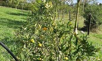 Imagem 2: Granja Goianá Chácara com venda por R$129.000