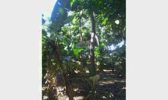 Imagem 6: Lotes de 5 hectares com plantação de mogno africano a ser negociado a parte , há mais de 1