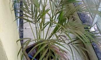 Imagem: Vendo apartamento 2 quartos,1 suíte, Rua