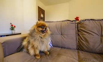 Imagem 2: Apartamento para venda com 3 quartos em Santa Quitéria - Curitiba - PR