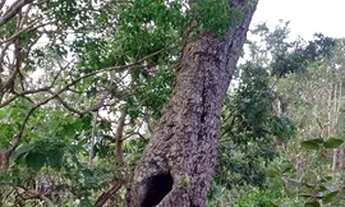 Imagem 7: 8 km S. Jorge ao lado asfalto