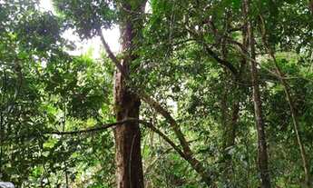 Imagem 2: Na beira do asfalto DF - 250