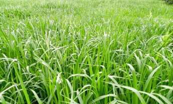 Imagem 6: Fazenda em Niquelândia de 140 alqueires