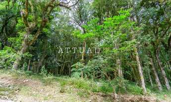 Imagem 5: CANELA - Terreno Padrão - Pinheiro Grosso