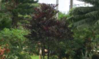 Imagem 4: Excelente apartamento mobiliado, 300m do centro de Guaramiranga!