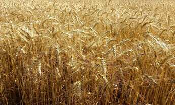 Imagem 4: Fazenda Carolina