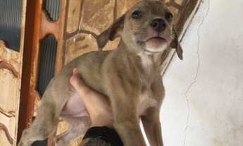 Imagem 6: Adoção responsável de cães filhotes