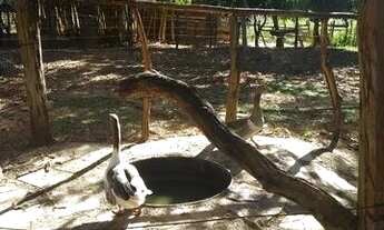 Imagem 6: Sítio Chácara com venda por R$420.000