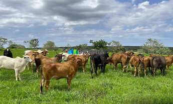 Imagem 4: FAZENDA À VENDA - 273 HECTARES - TRÊS MARIAS (MG