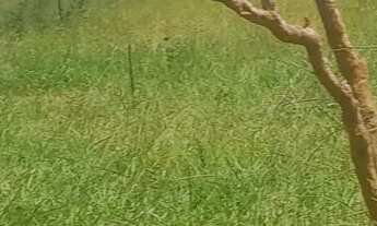 Imagem 6: Lotes 100 Terreno / lote com venda por R$55.000