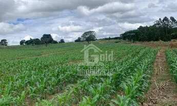 Imagem 3: EXCELENTE Sitio com 30 alqueires na região de Cajuru-SP