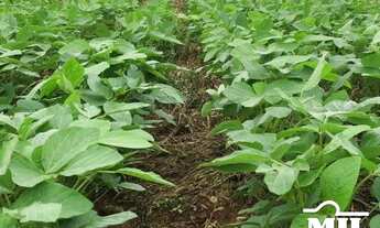 Imagem 2: Fazenda Sudoeste Goiano. (Irrigada e Sequeiro). . 620 Alq. (3.000 Há)