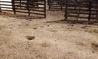 Imagem 2: Fazenda em Niquelândia de 140 alqueires