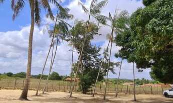 Imagem 4: Granja com 6 hectares na região de Monte Alegre