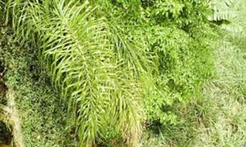 Imagem 7: Fazenda em Grão Mogol-MG