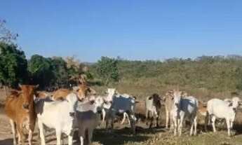 Imagem 6: Vende-se uma bela fazenda de 93 alqueires