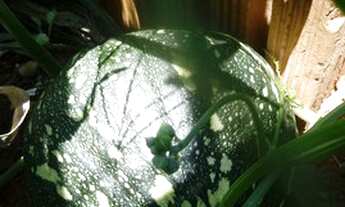 Imagem 2: Fazenda em Grão Mogol-MG