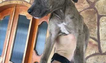 Imagem 3: Adoção responsável de cães filhotes